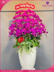 Chậu hoa lan hồ điệp tím 30 cành T205