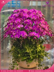 Chậu hoa lan hồ điệp tím 40 cành T206