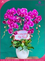 Chậu hoa lan hồ điệp tím 5 cành T177