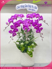 Chậu hoa lan hồ điệp tím 5 cành T178