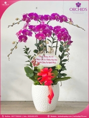 Chậu hoa lan hồ điệp tím 5 cành T179