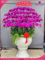 Chậu hoa lan hồ điệp tím 50 cành T208