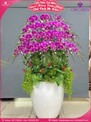 Chậu hoa lan hồ điệp tím 50 cành T219
