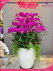 Chậu hoa lan hồ điệp tím 50 cành T236