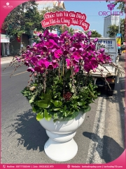 Chậu hoa lan hồ điệp tím 50 cành T237
