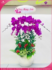 Chậu hoa lan hồ điệp tím 7 cành T181