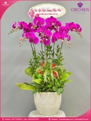 Chậu hoa lan hồ điệp tím 7 cành T182