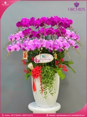 Chậu hoa lan hồ điệp tím hồng 18 cành THB72