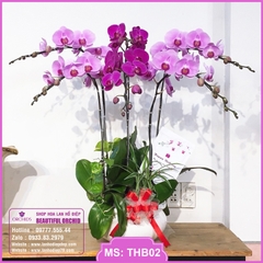 Chậu hoa lan hồ điệp tím hồng 6 cành THB02
