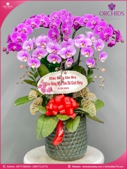 Chậu hoa lan hồ điệp tím hồng 6 cành THB57