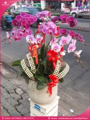 Chậu hoa lan hồ điệp tím hồng 9 cành THB17