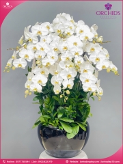 Chậu hoa lan hồ điệp trắng 10 cành TR365