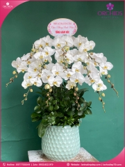 Chậu hoa lan hồ điệp trắng 10 cành TR391