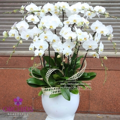 Chậu hoa lan hồ điệp trắng 12 cành TR08