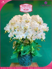 Chậu hoa lan hồ điệp trắng 12 cành TR371