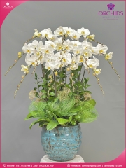 Chậu hoa lan hồ điệp trắng 12 cành TR385