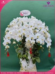 Chậu hoa lan hồ điệp trắng 12 cành TR393