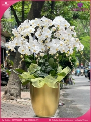 Chậu hoa lan hồ điệp trắng 15 cành TR394