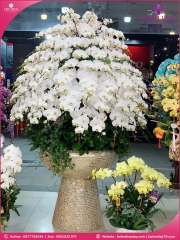 Chậu hoa lan hồ điệp trắng 150 cành TR395