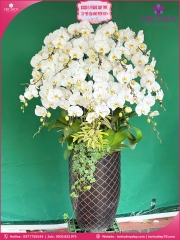 Chậu hoa lan hồ điệp trắng 20 cành TR376