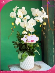 Chậu hoa lan hồ điệp trắng 3 cành TR380
