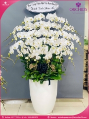 Chậu hoa lan hồ điệp trắng 30 cành TR378