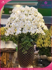 Chậu hoa lan hồ điệp trắng 30 cành TR379