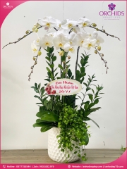 Chậu hoa lan hồ điệp trắng 5 cành TR381