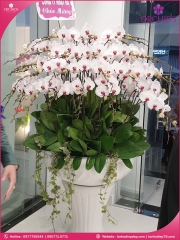 Chậu hoa lan hồ điệp trắng 50 cành TR94