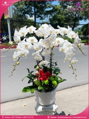 Chậu hoa lan hồ điệp trắng 6 cành TR289