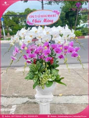 Chậu hoa lan hồ điệp trắng hồng 10 cành TH66