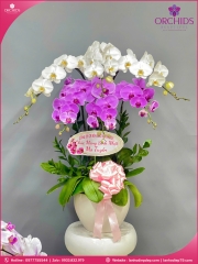 Chậu hoa lan hồ điệp trắng hồng 6 cành TH63