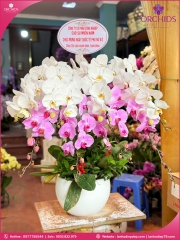 Chậu hoa lan hồ điệp trắng hồng 8 cành TH68