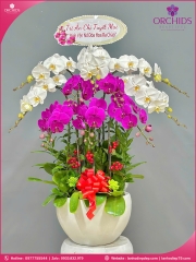 Chậu hoa lan hồ điệp trắng tím 10 cành TT153