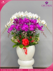 Chậu hoa lan hồ điệp trắng tím 15 cành TT158