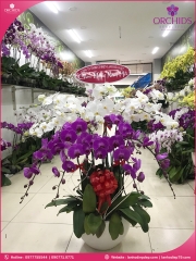 Chậu hoa lan hồ điệp trắng tím 15 cành TT59