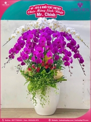 Chậu hoa lan hồ điệp trắng tím 17 cành TT155