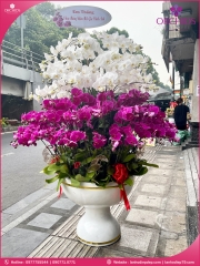 Chậu hoa lan hồ điệp trắng tím 99 cành TT95
