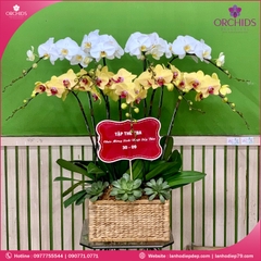 Chậu hoa lan hồ điệp trắng vàng 9 cành TV12