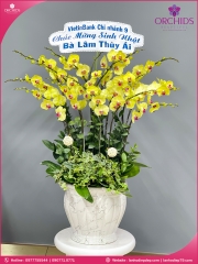 Chậu hoa lan hồ điệp vàng 12 cành V294