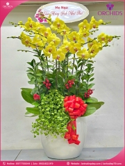 Chậu hoa lan hồ điệp vàng 10 cành V500