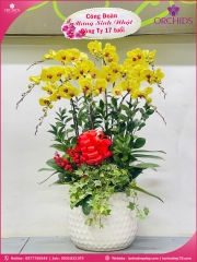 Chậu hoa lan hồ điệp vàng 10 cành V503