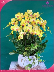 Chậu hoa lan hồ điệp vàng 12 cành V541