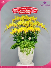 Chậu hoa lan hồ điệp vàng 13 cành V504