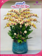 Chậu hoa lan hồ điệp vàng 14 cành V505