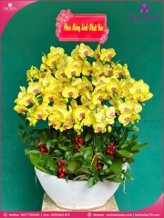 Chậu hoa lan hồ điệp vàng 18 cành V509