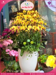 Chậu hoa lan hồ điệp vàng 20 cành V542