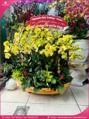 Chậu hoa lan hồ điệp vàng 25 cành V544