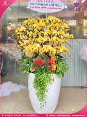 Chậu hoa lan hồ điệp vàng 30 cành V546