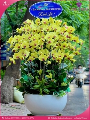 Chậu hoa lan hồ điệp vàng 38 cành V426